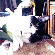 Kenzo a rejoint le concours — aidez-le/la à gagner de superbes lots !