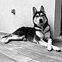 dog, husky, canine, pet, animal, lying_down, floor, wooden_floor, black_and_white, portrait, indoor, fur, ears, face, paw, relaxed, looking_at_camera, wall, muzzle, domestic_animal