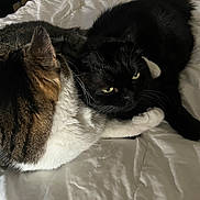 Poupou participe au concours pour gagner de l'argent avec cette photo : animal, bed, black_cat, cat, close_up, companion, cozy, cute, domestic_cat, feline, fur, indoor, intense_eyes, interaction, pets, resting, sleeping_area, tabby_cat, whiskers, white_bedspread