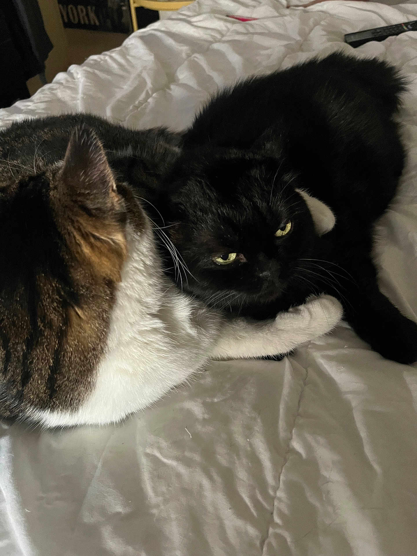 Poupou participe au concours pour gagner de l'argent avec cette photo : animal, bed, black_cat, cat, close_up, companion, cozy, cute, domestic_cat, feline, fur, indoor, intense_eyes, interaction, pets, resting, sleeping_area, tabby_cat, whiskers, white_bedspread