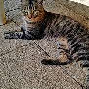 Kraken a rejoint le concours — aidez-le/la à gagner de superbes lots ! animal, cat, closeup, creature, curious, daylight, nature, outdoor, patio, pet, quiet, relaxing, shadow, slow, snail, stone_floor, sunlight, tabby_cat, texture, wildlife