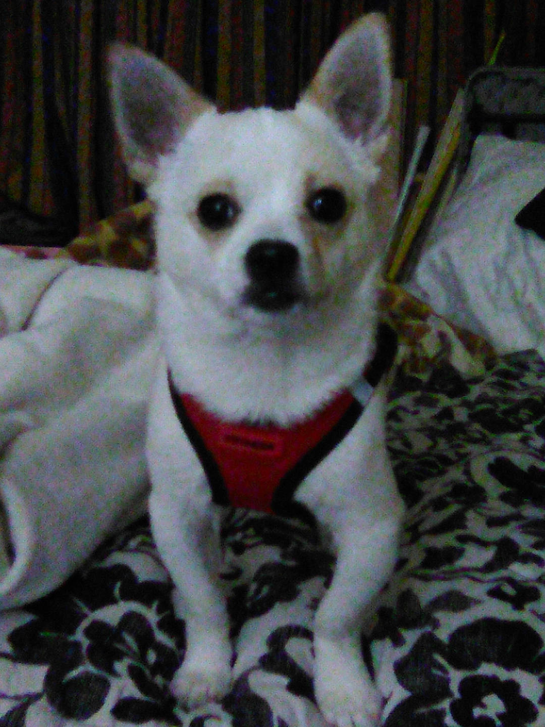 Max is registered to the contest to win money with this photo: canidae, carnivore, comfort, companion_dog, corgi_chihuahua, dog, dog_breed, dog_supply, ear, fawn, fur, head, non_sporting_group, snout, sporting_group, tail, terrestrial_animal, toy_dog, whiskers, working_animal