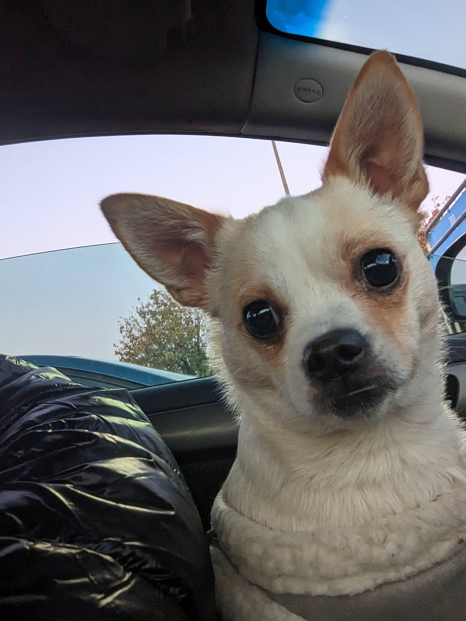 Max joined the competition — help win amazing prizes! automotive_mirror, canidae, car, carnivore, companion_dog, dog, dog_breed, fawn, fur, hood, sky, snout, sporting_group, tints_and_shades, toy_dog, vehicle, whiskers, window, windshield, working_animal