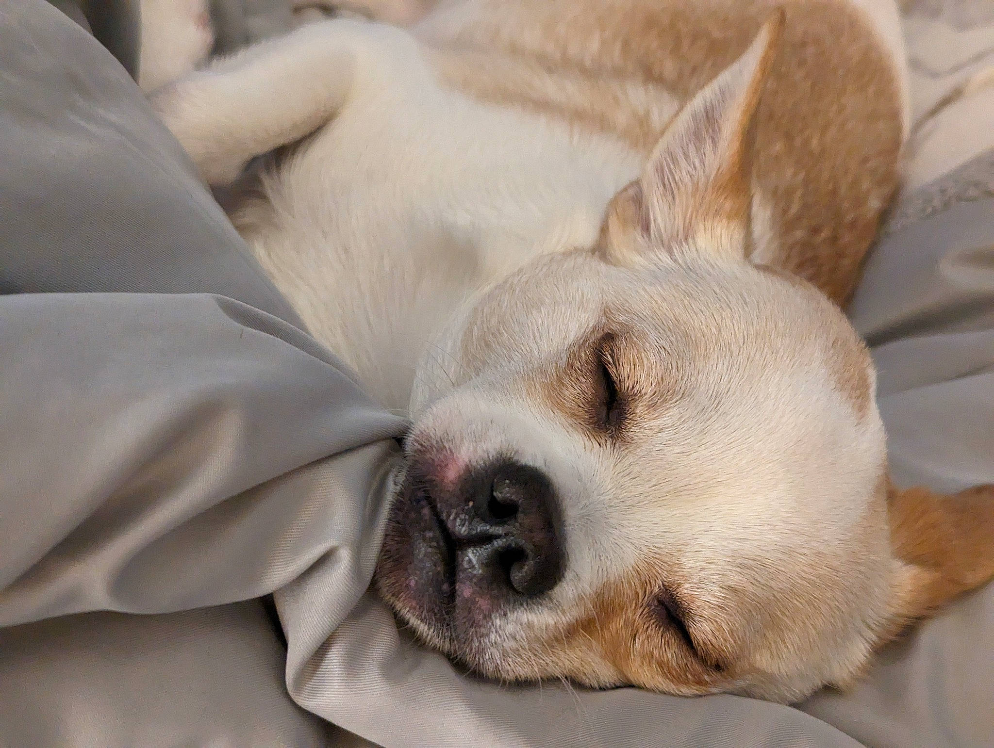 Max joined the competition — help win amazing prizes! canidae, carnivore, comfort, companion_dog, dog, dog_breed, ear, fawn, fur, nap, non_sporting_group, paw, puppy, snout, sporting_group, terrestrial_animal, whiskers, working_animal