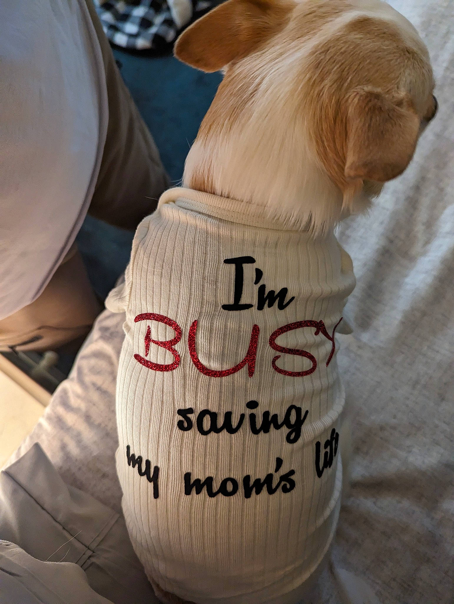 Max is registered to the contest to win money with this photo: canidae, carmine, carnivore, collar, companion_dog, dog, dog_breed, dog_clothes, dog_supply, drink, fawn, font, liver, pet_supply, sporting_group, tail, wood, working_animal