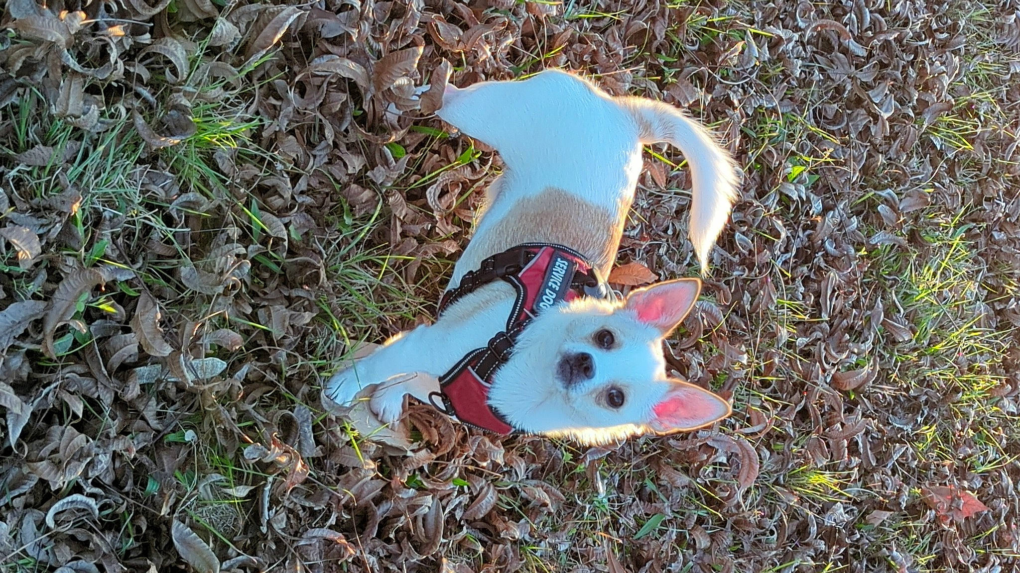 Max joined the competition — help win amazing prizes! art, carmine, chair, fawn, fur, glove, grass, grass_family, groundcover, lawn_ornament, leaf, organism, pattern, people_in_nature, plant, plush, soil, stuffed_toy, terrestrial_animal, toy