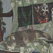 Calie is registered to the contest to win money with this photo: animal, blanket, cat, chair, cozy, cute, dog, feline, furniture, home, indoor, nap, paw_print, pet, photograph, portrait, relaxed, sleeping, tabby, textile