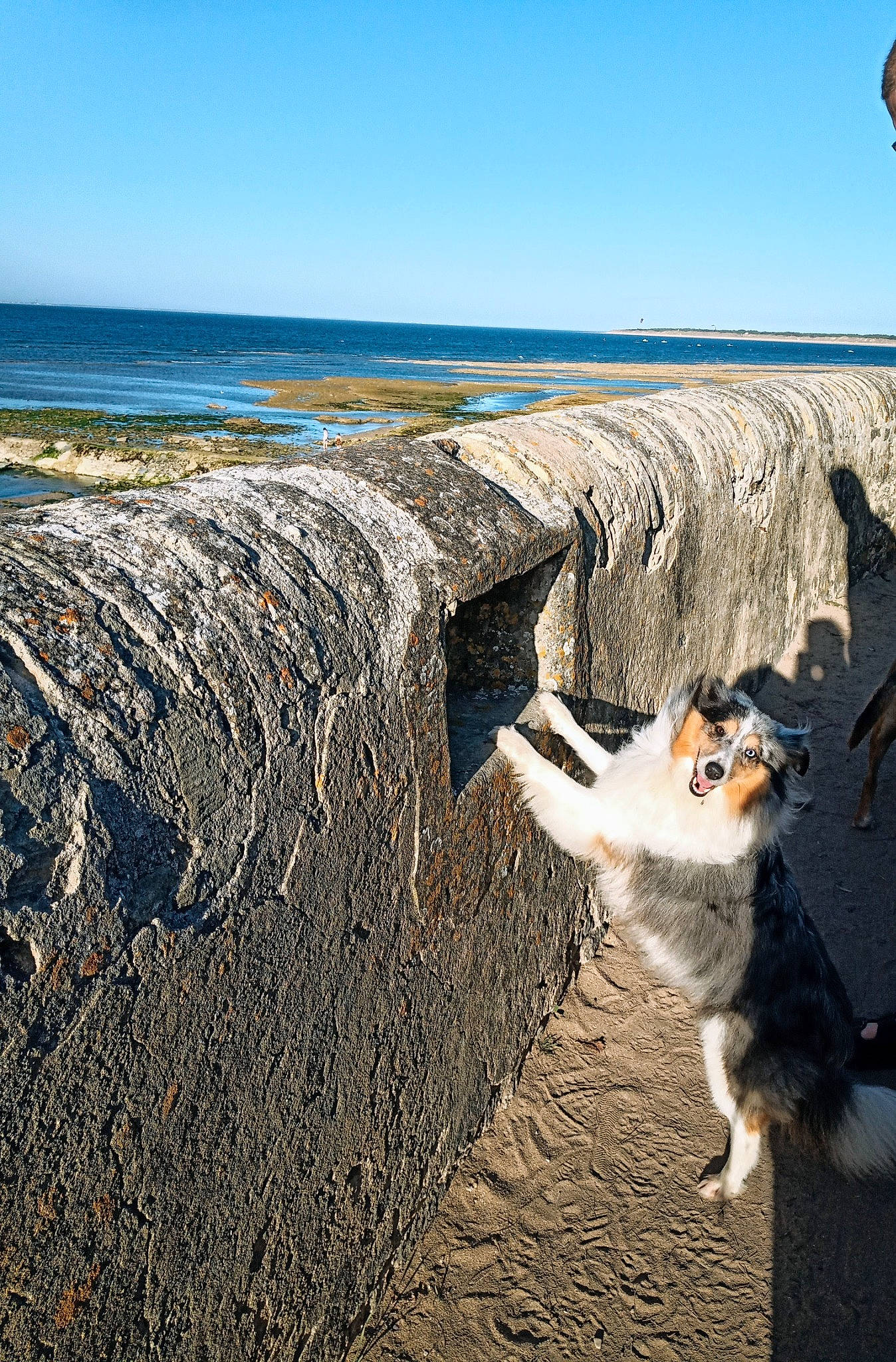 Maybell participe au concours pour gagner de l'argent avec cette photo : azure, bedrock, carnivore, coastal_and_oceanic_landforms, collie, companion_dog, dog, fawn, grass, herding_dog, landscape, morning, photograph, sand, scotch_collie, shore, sky, summer, water, wood