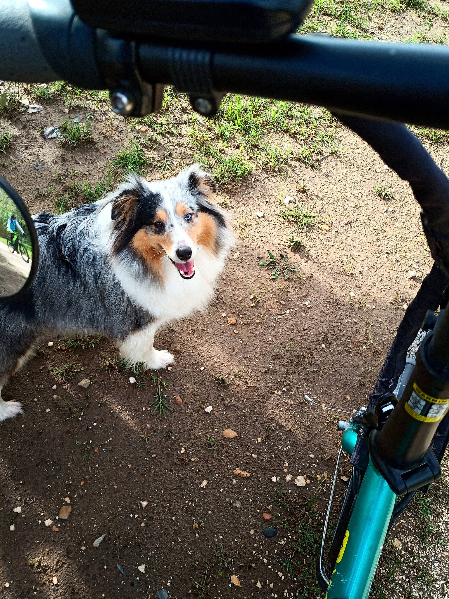 Maybell participe au concours pour gagner de l'argent avec cette photo : asphalt, automotive_lighting, automotive_tire, bicycle, bicycle_fork, bicycle_frame, bicycle_handlebar, bicycle_tire, bicycles_equipment_and_supplies, carnivore, companion_dog, dog, dog_breed, electric_blue, fender, grass, herding_dog, plant, rim, snout