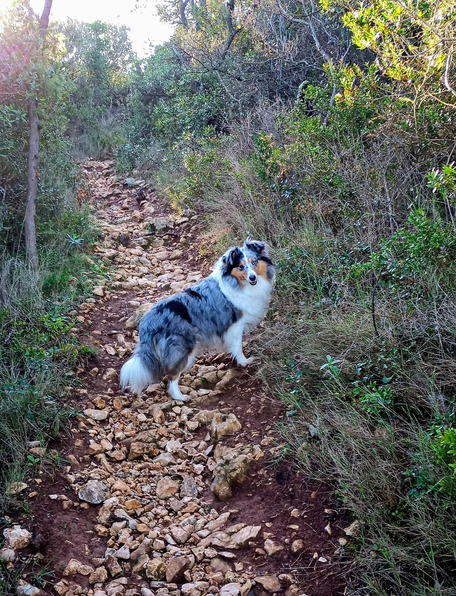 Maybell a rejoint le concours — aidez-le/la à gagner de superbes lots ! biome, carnivore, companion_dog, dog, dog_breed, felidae, forest, grass, jungle, landscape, natural_landscape, plant, soil, sporting_group, tail, terrestrial_animal, trail, tree, wildlife, woodland