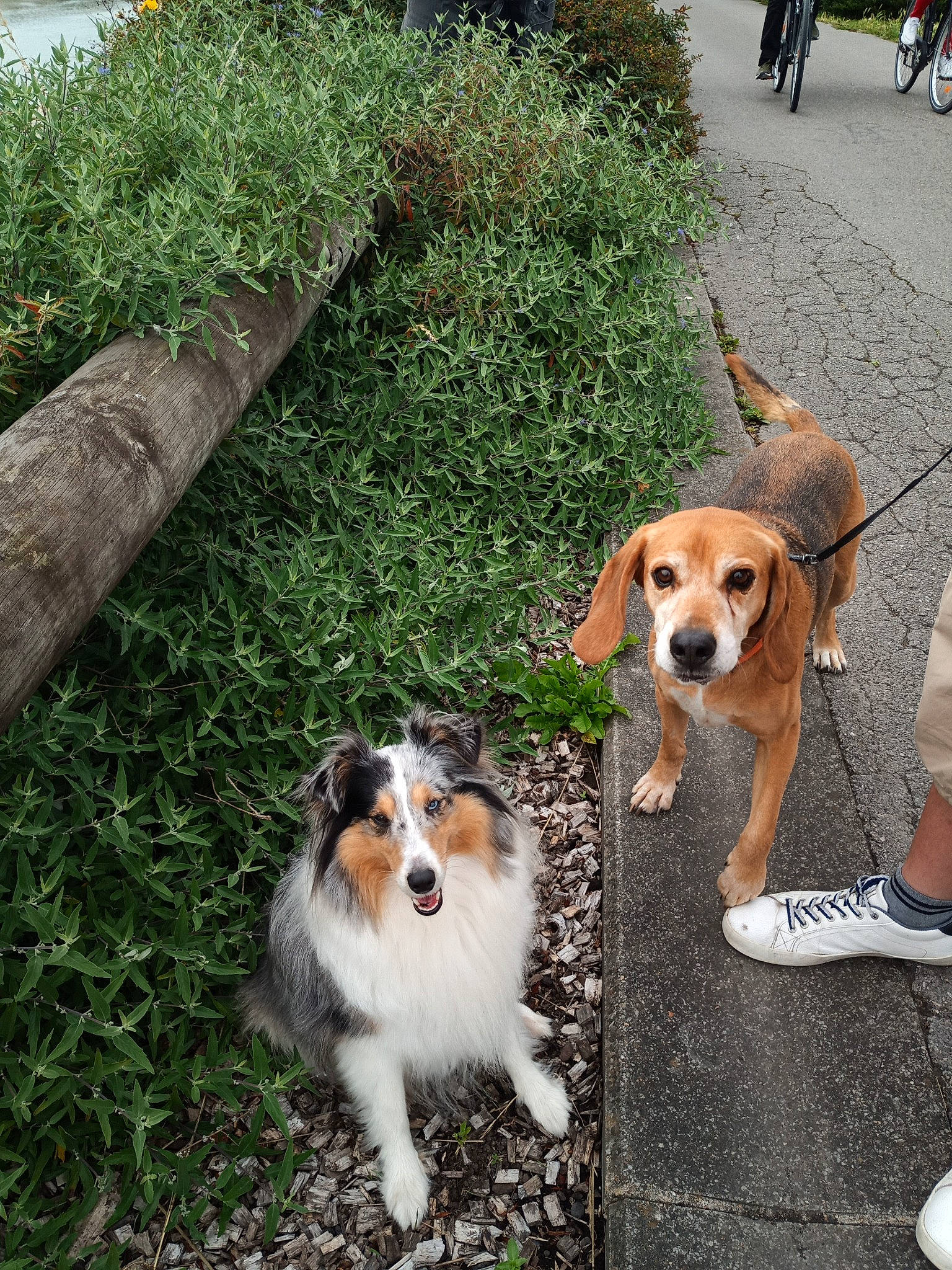 Maybell a rejoint le concours — aidez-le/la à gagner de superbes lots ! canidae, carnivore, chair, collar, companion_dog, dog, dog_breed, fur, grass, plant, scent_hound, snout, sporting_group, terrestrial_animal, tire, wheel, working_animal, working_dog