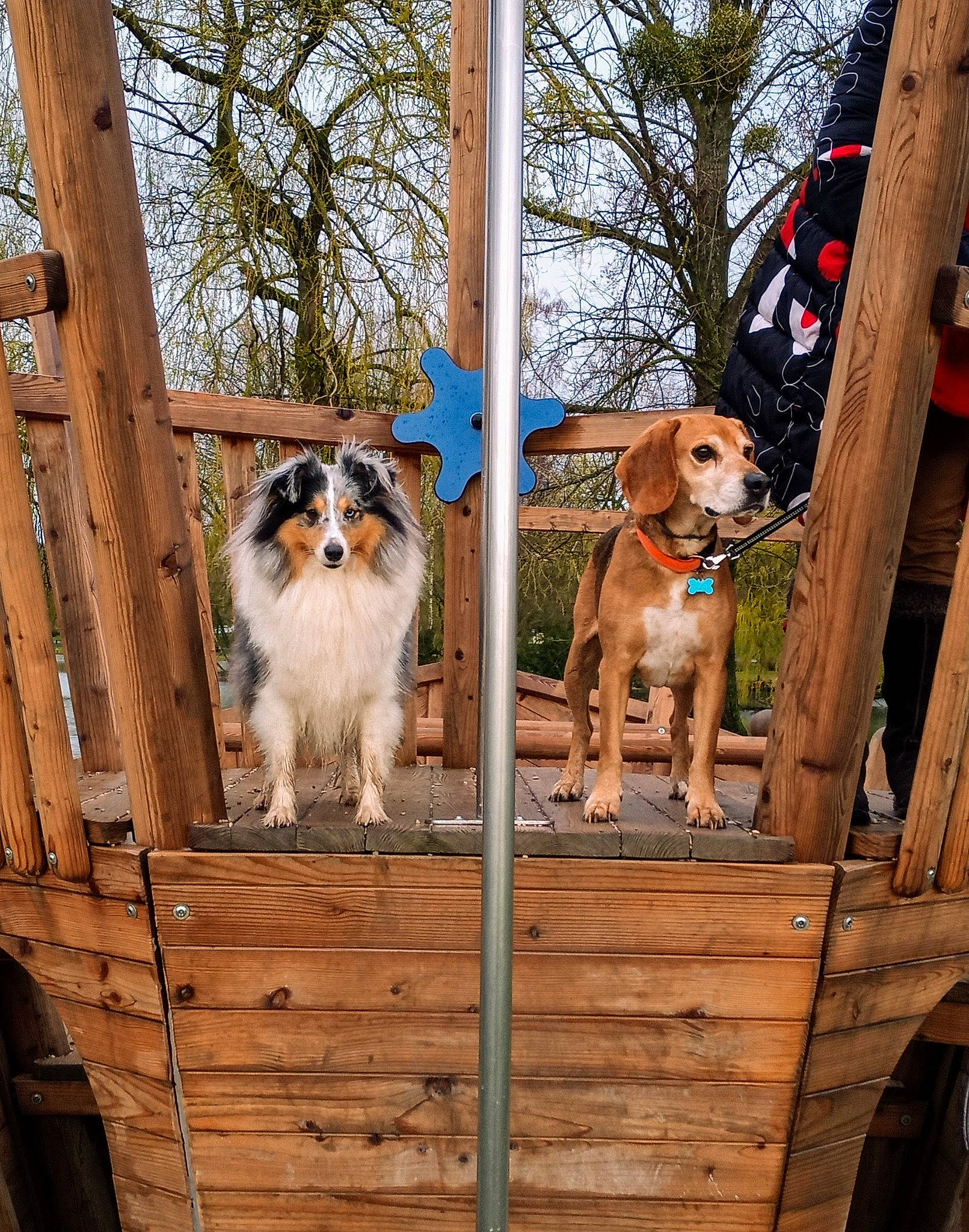 Togo a rejoint le concours — aidez-le/la à gagner de superbes lots ! art, canidae, carnivore, chair, companion_dog, couch, dog, dog_breed, fawn, handrail, house, outdoor_furniture, porch, sky, sporting_group, tire, tree, wood, working_animal, working_dog