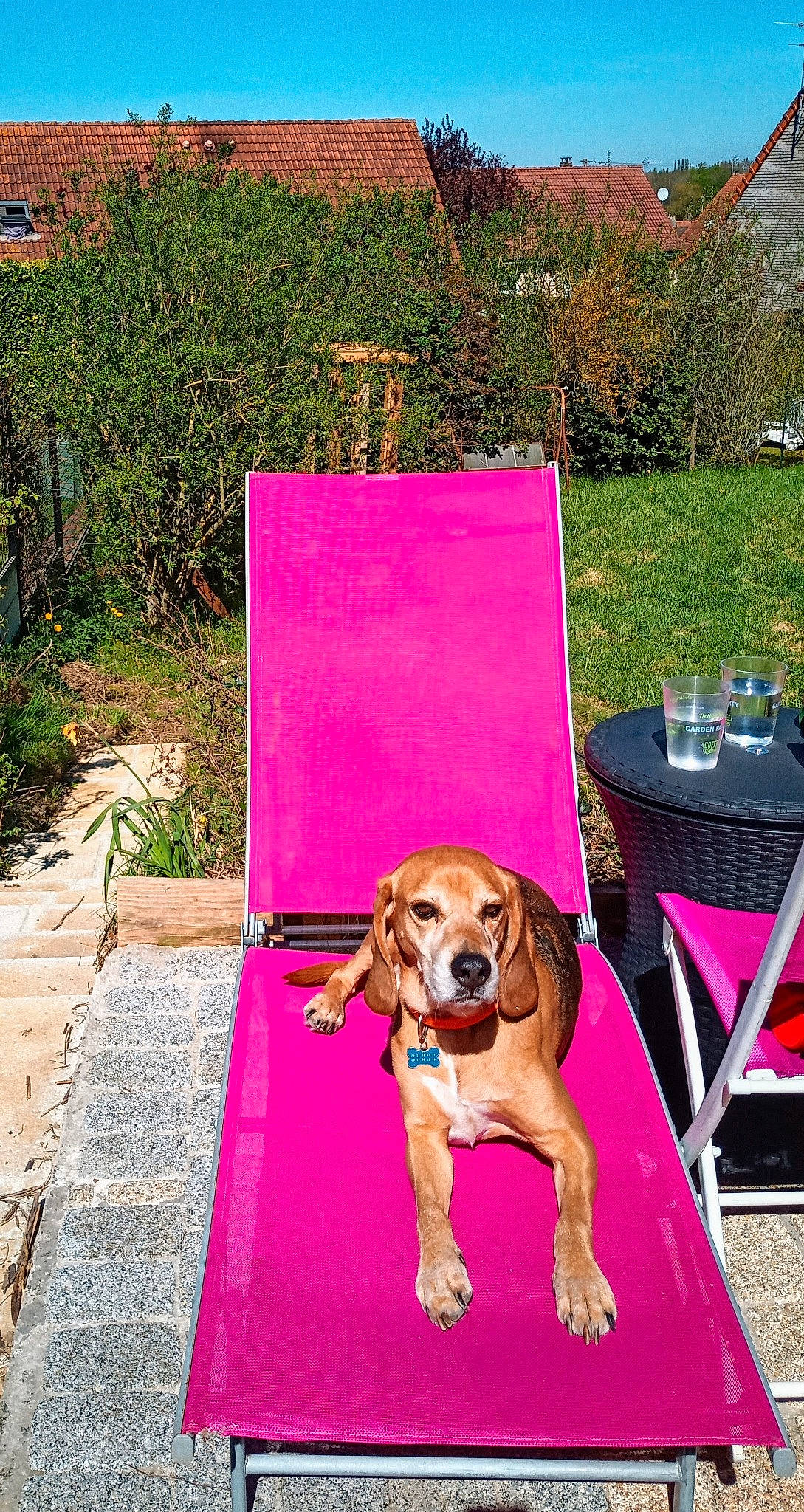 Togo participe au concours pour gagner de l'argent avec cette photo : art, carnivore, chair, collar, companion_dog, dog, dog_breed, dog_supply, fawn, grass, leisure, magenta, outdoor_furniture, pet_supply, pink, plant, purple, recreation, table, tableware