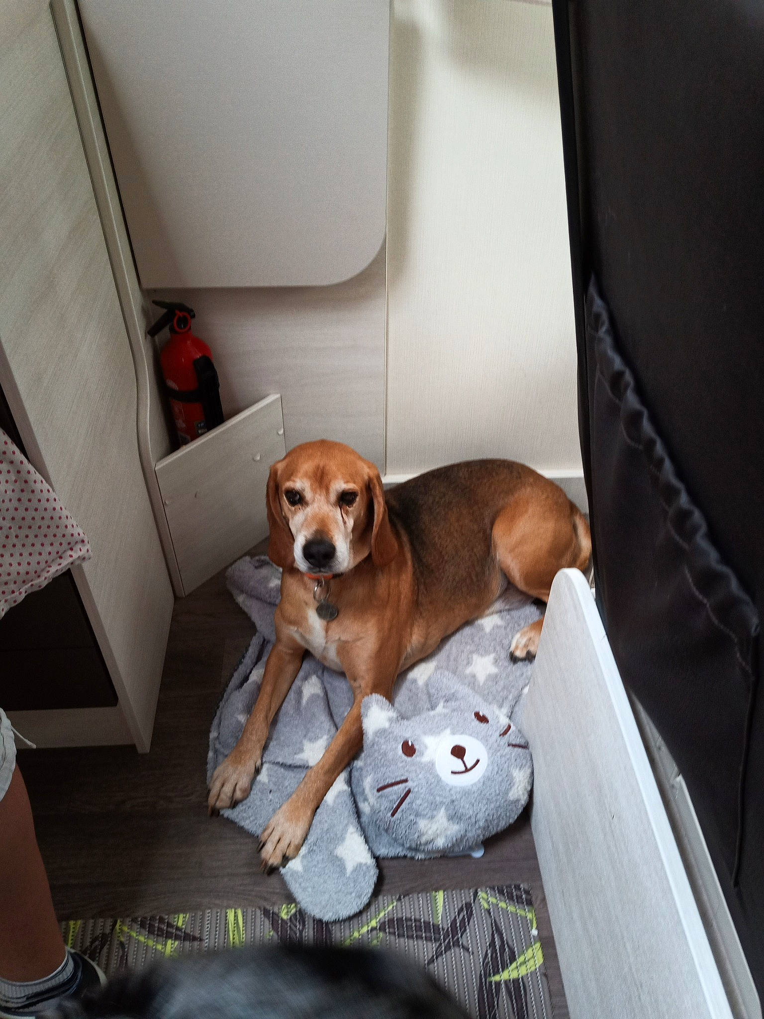 Togo participe au concours pour gagner de l'argent avec cette photo : automotive_exterior, beagle, car, carnivore, chair, collar, comfort, companion_dog, couch, dog, dog_breed, dog_supply, fawn, hound, pet_supply, scent_hound, sporting_group, vehicle_door, window, working_animal