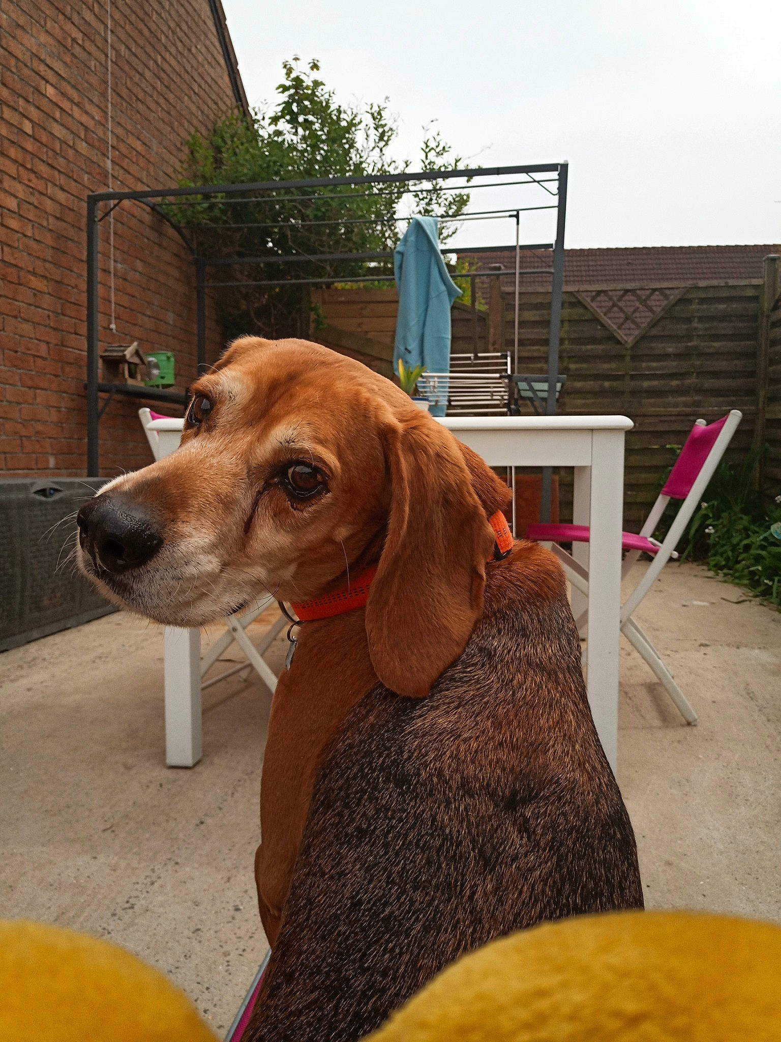 Togo participe au concours pour gagner de l'argent avec cette photo : canidae, carnivore, chair, collar, companion_dog, dog, dog_breed, dog_collar, dog_supply, fawn, gun_dog, hound, leash, liver, pet_supply, plant, sky, sporting_group, wood, working_animal