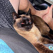 Jade is registered to the contest to win money with this photo: cat, siamese_cat, pet, indoor, lap, legs, shorts, gaming_controller, relaxed, feline, fur, whiskers, person, casual, resting, red_eye, closeup, domestic_animal, comfort, home