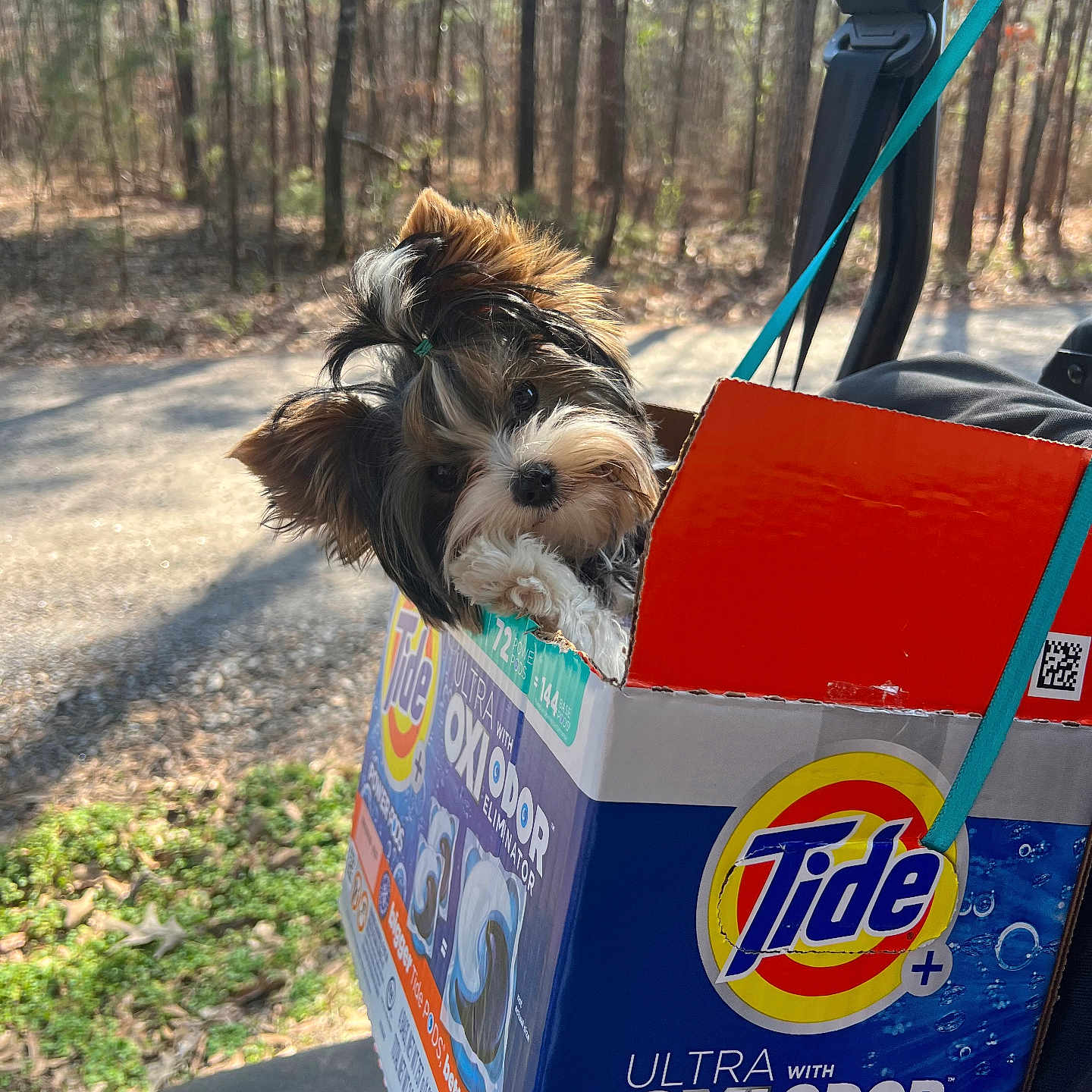 Jojo joined the competition — help win amazing prizes! animal, cardboard_box, container, cute, daylight, dog, fur, gravel_path, leash, outdoor, pet, playful, puppy, small_dog, straps, sunlight, tide_box, topknot, trees, woods