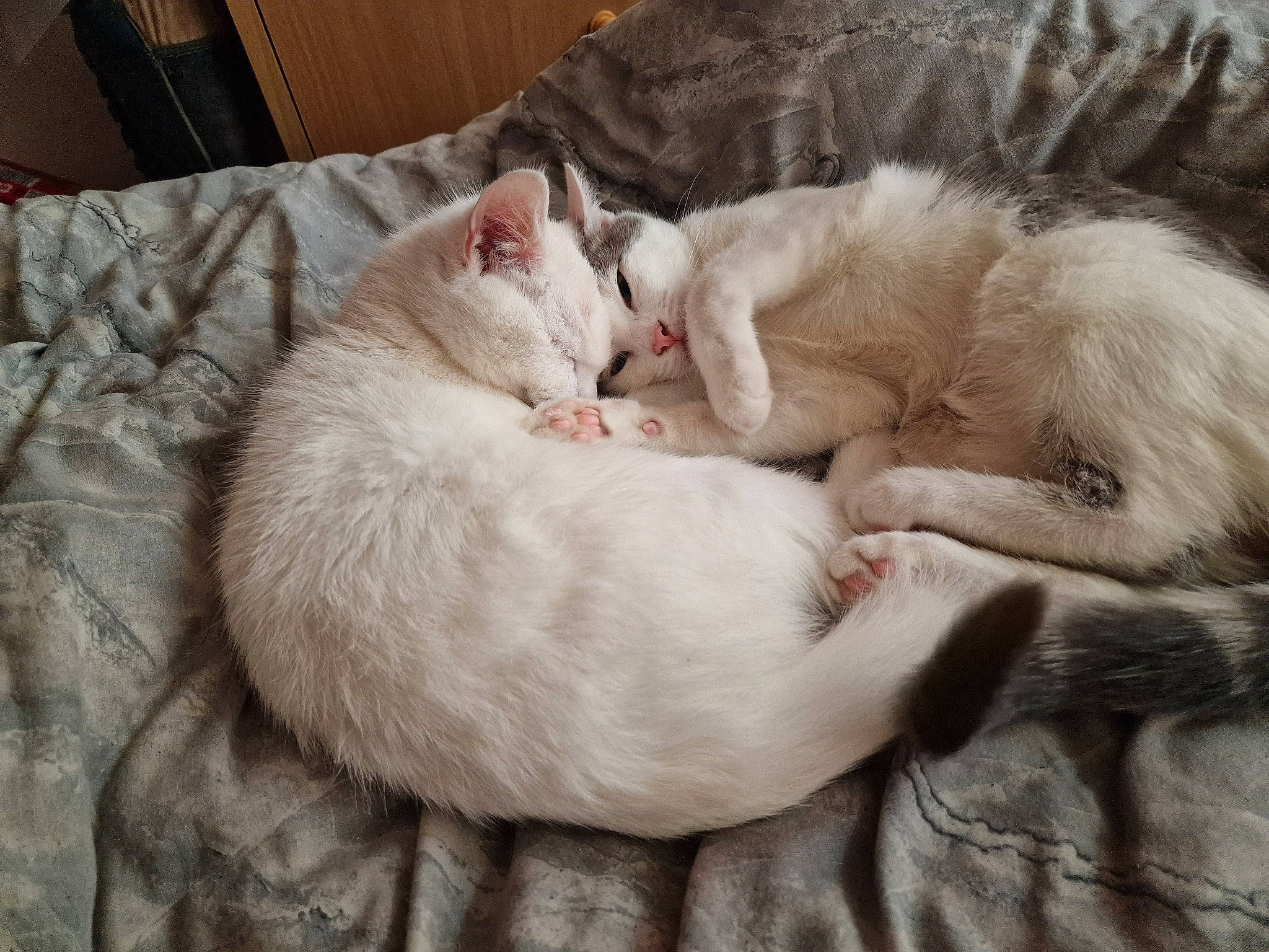 Marie is registered to the contest to win money with this photo: carnivore, cat, cat_bed, cat_supply, claw, comfort, domestic_short_haired_cat, fawn, felidae, fur, linens, nap, paw, sleep, small_to_medium_sized_cats, snout, tail, terrestrial_animal, whiskers