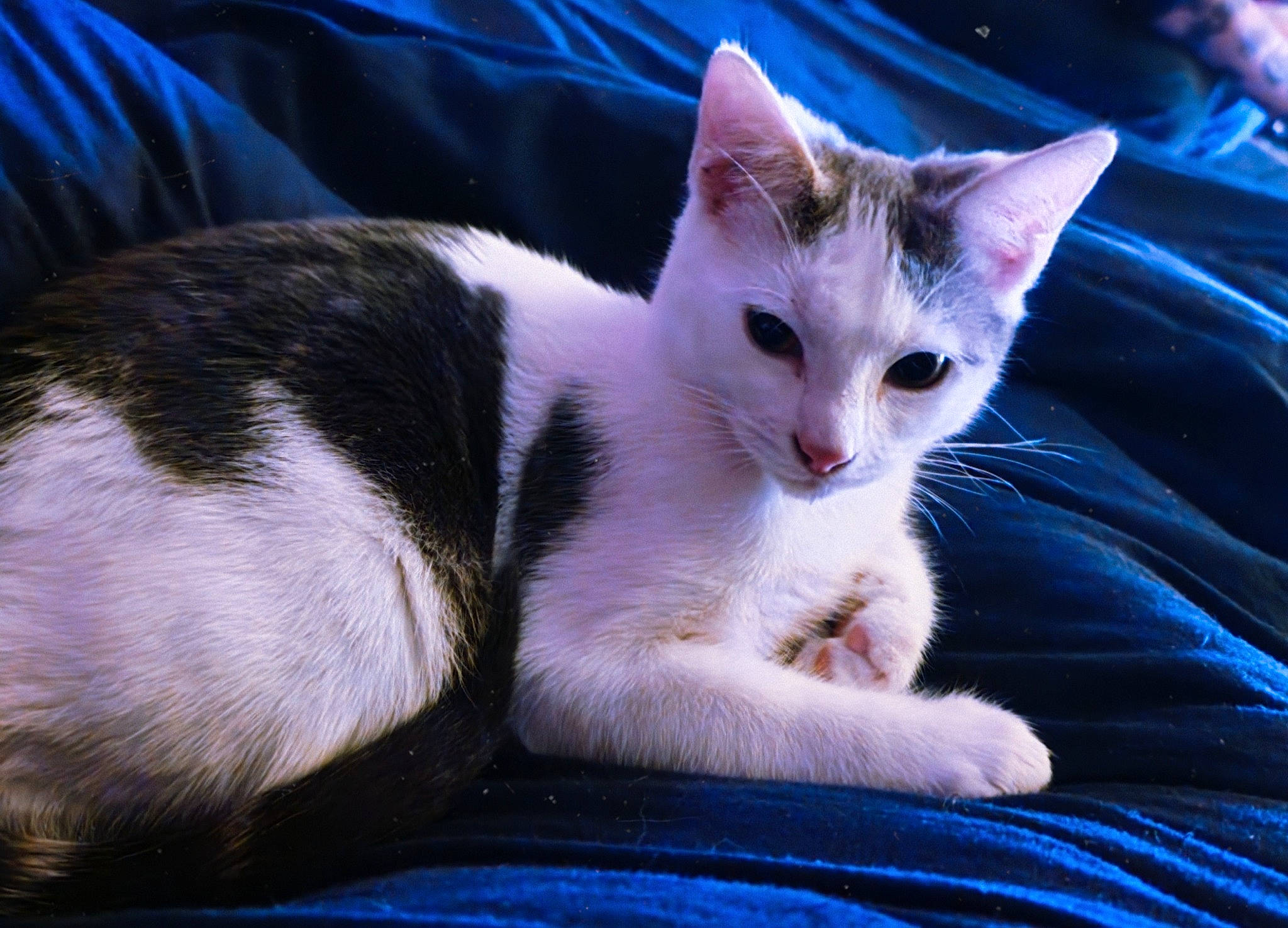 Marie is registered to the contest to win money with this photo: blue, carnivore, cat, comfort, domestic_short_haired_cat, felidae, fur, paw, small_to_medium_sized_cats, tail, whiskers