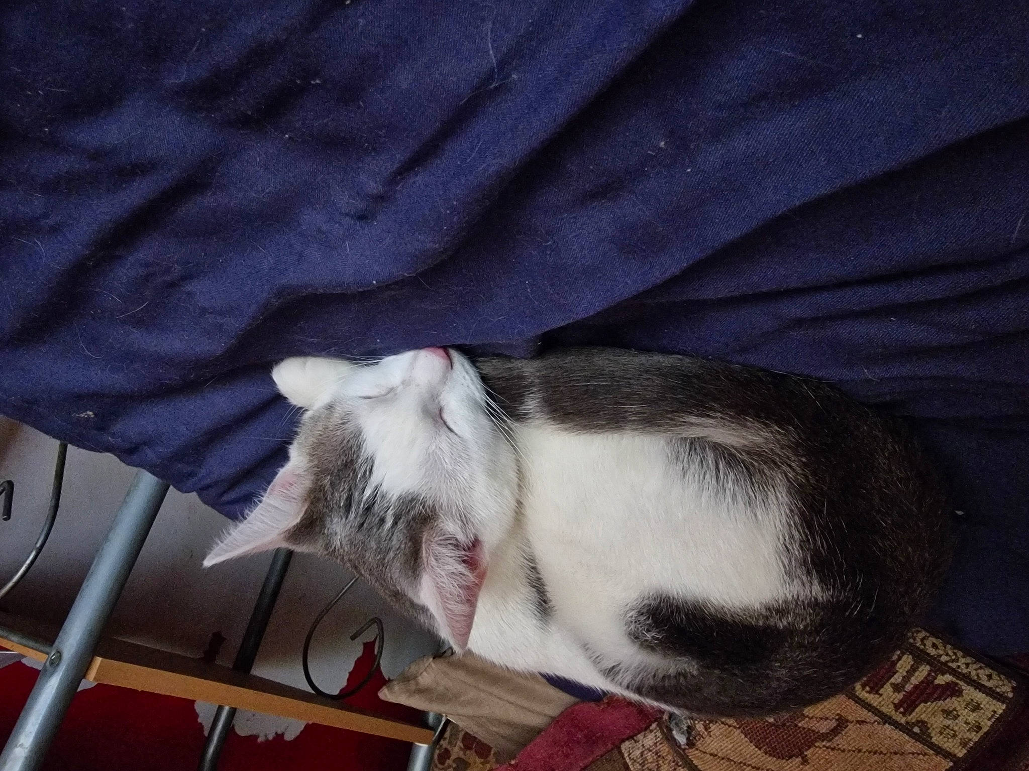 Marie joined the competition — help win amazing prizes! canidae, carnivore, cat, collar, comfort, companion_dog, dog_breed, domestic_short_haired_cat, felidae, fur, nap, paw, small_to_medium_sized_cats, snout, sporting_group, tail, whiskers