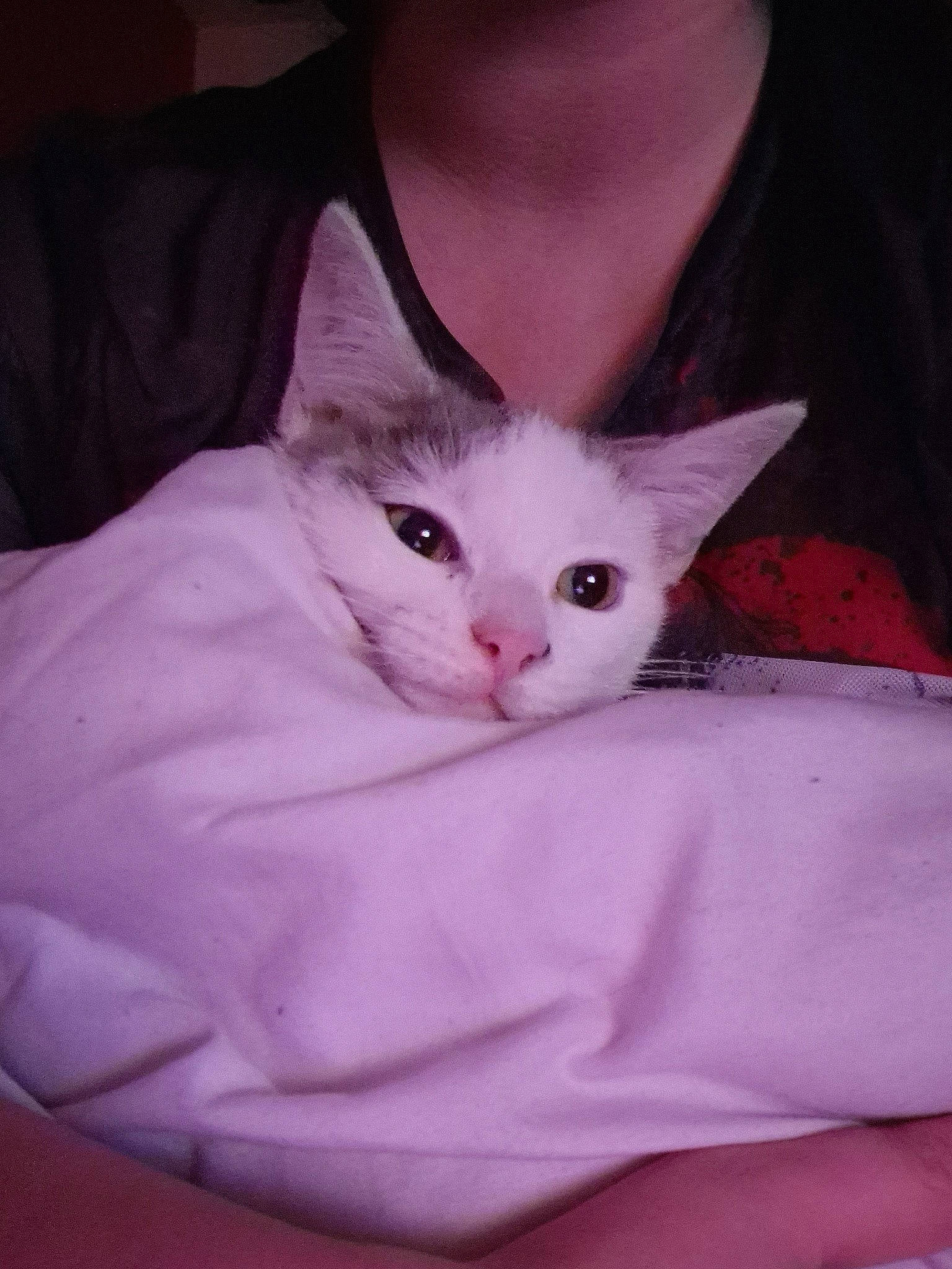 Marie joined the competition — help win amazing prizes! carnivore, cat, chest, comfort, domestic_short_haired_cat, ear, eye, eyelash, fawn, felidae, fur, head, human_body, paw, pink, sitting, small_to_medium_sized_cats, snout, tail, whiskers