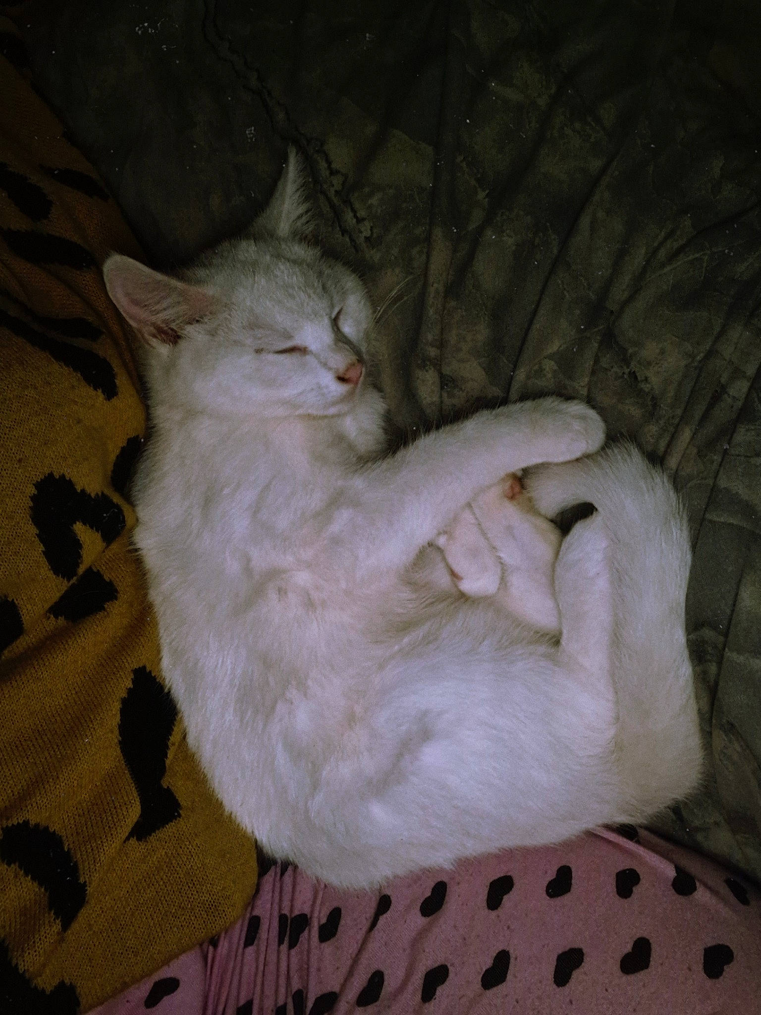 Berlioz joined the competition — help win amazing prizes! carnivore, cat, claw, comfort, domestic_short_haired_cat, ear, fawn, felidae, foot, fur, gesture, nap, paw, sitting, sleep, small_to_medium_sized_cats, snout, tail, whiskers