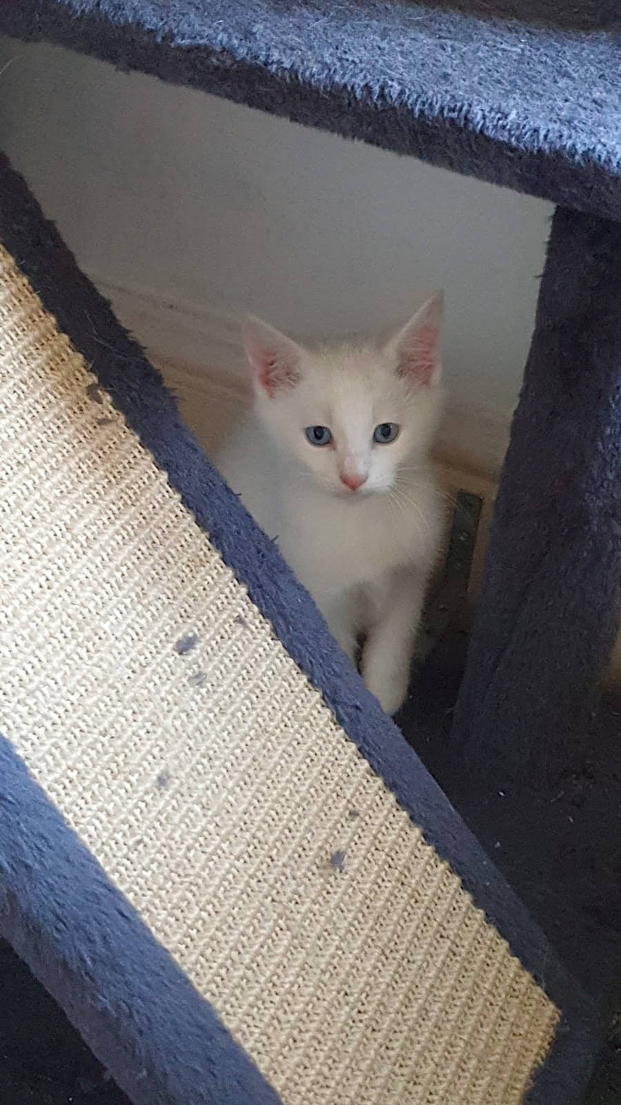 Berlioz joined the competition — help win amazing prizes! box, carnivore, cat, concrete, domestic_short_haired_cat, felidae, gas, hardwood, pattern, paw, small_to_medium_sized_cats, tail, whiskers, window, wood