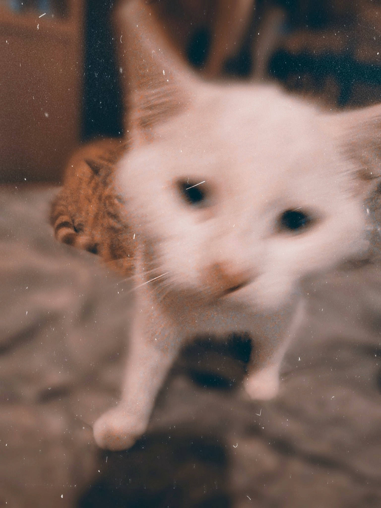 Berlioz is registered to the contest to win money with this photo: canidae, carnivore, cat, darkness, dog_breed, domestic_short_haired_cat, ear, fawn, felidae, fur, night, paw, photo_caption, small_to_medium_sized_cats, snout, tail, terrestrial_animal, whiskers