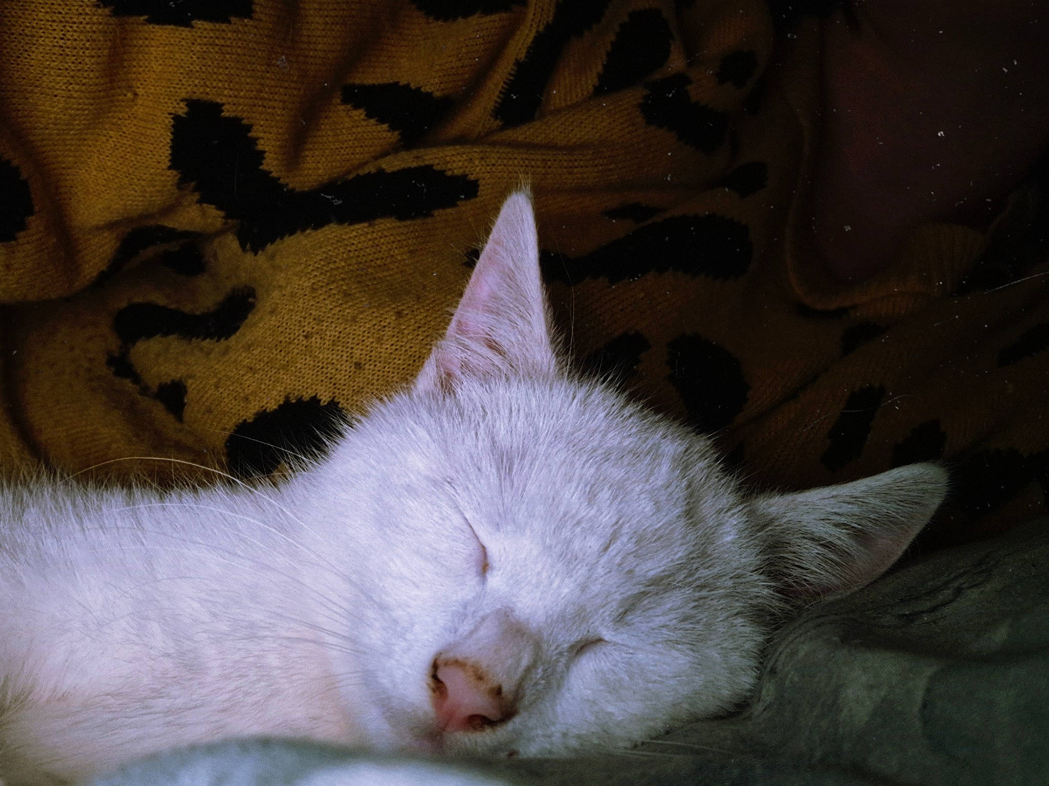 Berlioz is registered to the contest to win money with this photo: carnivore, cat, cat_supply, claw, comfort, domestic_short_haired_cat, fawn, felidae, fur, linens, nap, pattern, paw, sleep, small_to_medium_sized_cats, snout, tail, whiskers