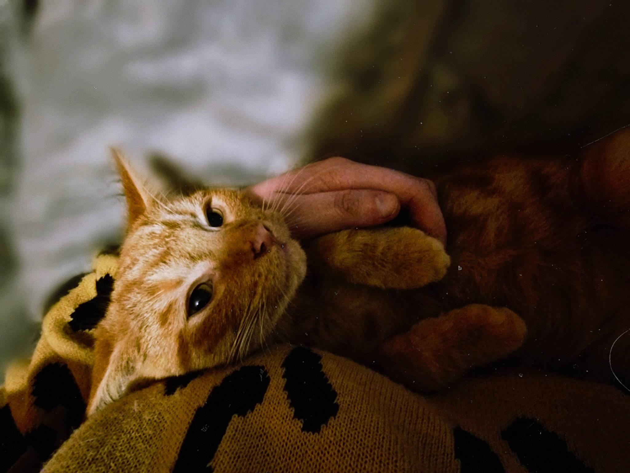 Toulouse joined the competition — help win amazing prizes! carnivore, cat, claw, domestic_short_haired_cat, fawn, felidae, fur, gesture, nail, small_to_medium_sized_cats, snout, terrestrial_animal, whiskers, wildlife, wood