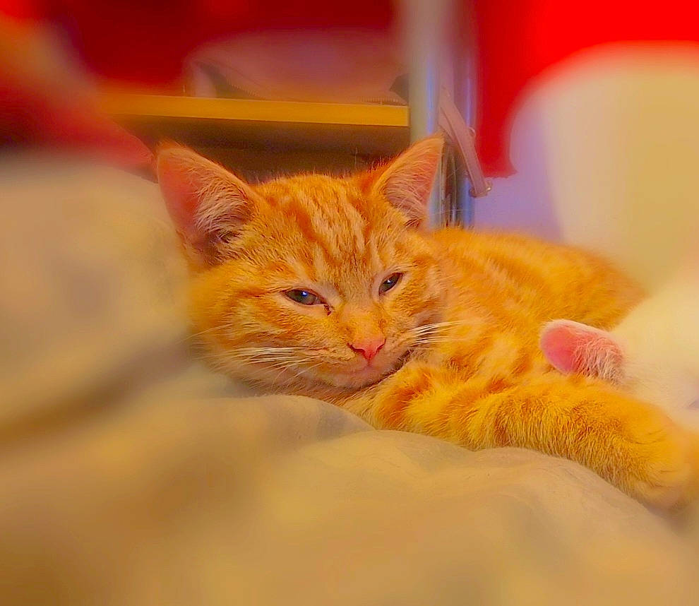 Toulouse joined the competition — help win amazing prizes! carnivore, cat, claw, domestic_short_haired_cat, fawn, felidae, fur, orange, paw, small_to_medium_sized_cats, snout, tail, whiskers