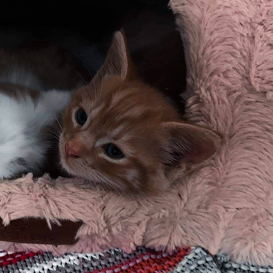 Toulouse is registered to the contest to win money with this photo: carnivore, cat, cat_supply, claw, comfort, domestic_short_haired_cat, fawn, felidae, fur, pattern, paw, photo_caption, small_to_medium_sized_cats, snout, tail, whiskers