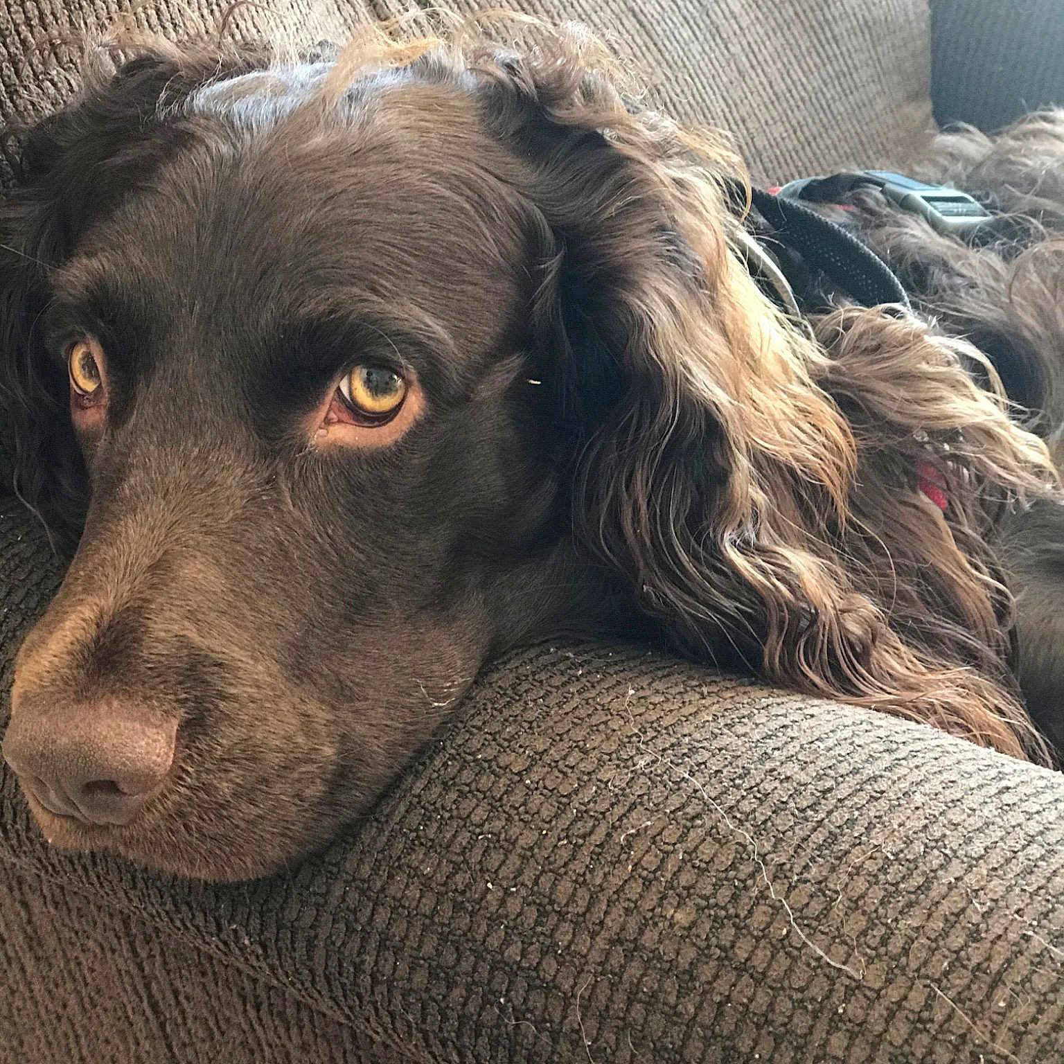 Kokomo