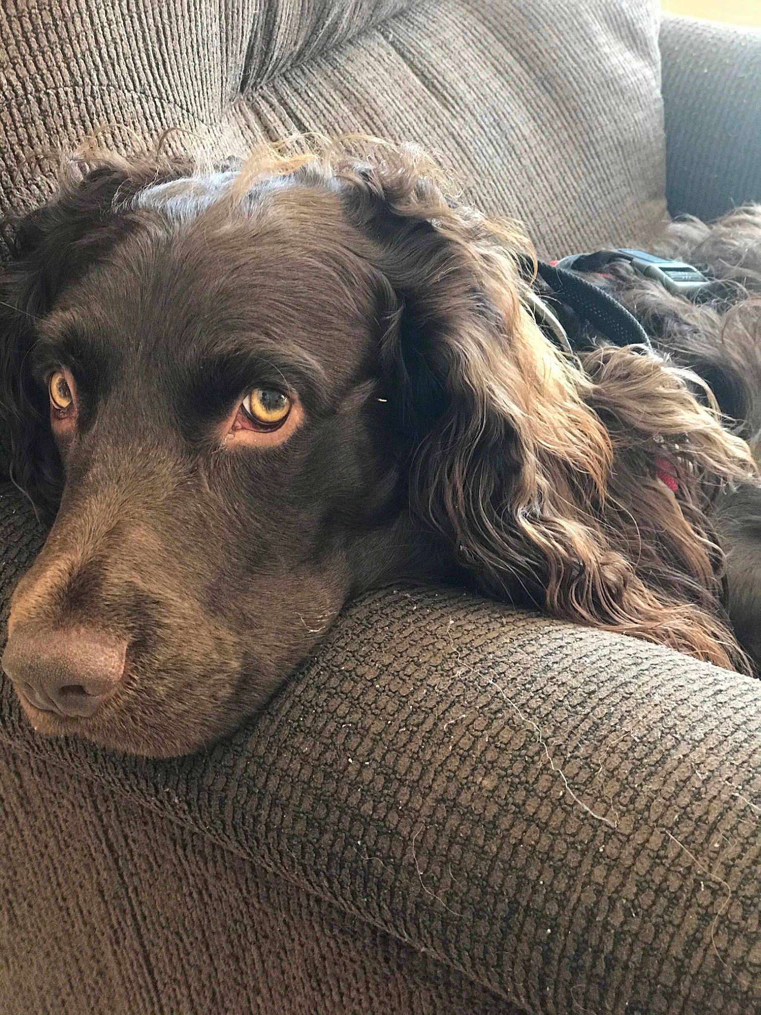 Kokomo