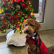 Chester is registered to the contest to win money with this photo: dog, christmas_tree, holiday, red_jacket, plaid, bandana, decorations, ribbons, ornaments, indoor, floor, window, leash, pet, festive, lights, fur, sitting, tile_floor, seasonal