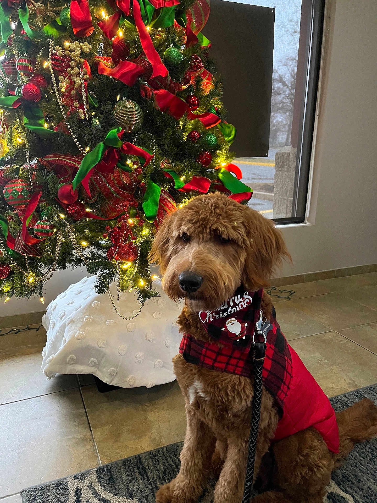 Chester is registered to the contest to win money with this photo: dog, christmas_tree, holiday, red_jacket, plaid, bandana, decorations, ribbons, ornaments, indoor, floor, window, leash, pet, festive, lights, fur, sitting, tile_floor, seasonal