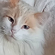 Blanco a rejoint le concours — aidez-le/la à gagner de superbes lots ! abyssinian, angora, animal, cat, kitten, manx, pet, siamese, snout, white