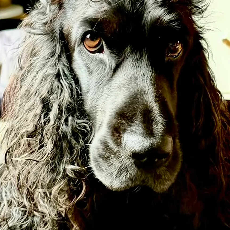 Alistair participe au concours pour gagner de l'argent avec cette photo : animal, brown_eyes, calm, canine, close_up, companion, curly_fur, detailed, dog, expression, face, fur_texture, indoors, looking, mammal, natural_light, pet, portrait, snout, whiskers