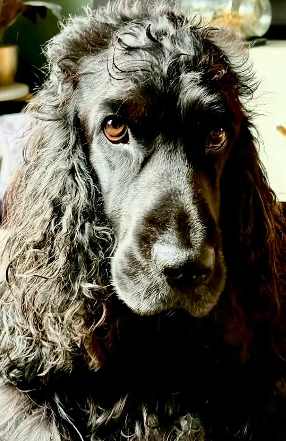 Alistair participe au concours pour gagner de l'argent avec cette photo : dog, portrait, close_up, curly_fur, brown_eyes, animal, pet, indoors, fur_texture, expression, canine, mammal, companion, face, snout, whiskers, natural_light, detailed, looking, calm