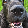 Alistair participe au concours pour gagner de l'argent avec cette photo : dog, black_dog, close_up, nose, teeth, mouth, tongue, fur, animal, pet, canine, outdoor, grass, happy, excited, snout, whiskers, ears, brown_eyes, portrait
