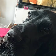 Alistair a rejoint le concours — aidez-le/la à gagner de superbes lots ! dog, black_dog, close_up, indoor, television, furniture, blanket, relaxing, pet, animal, face, portrait, living_room, cozy, curious, resting, canine, domestic_animal, fur, ear