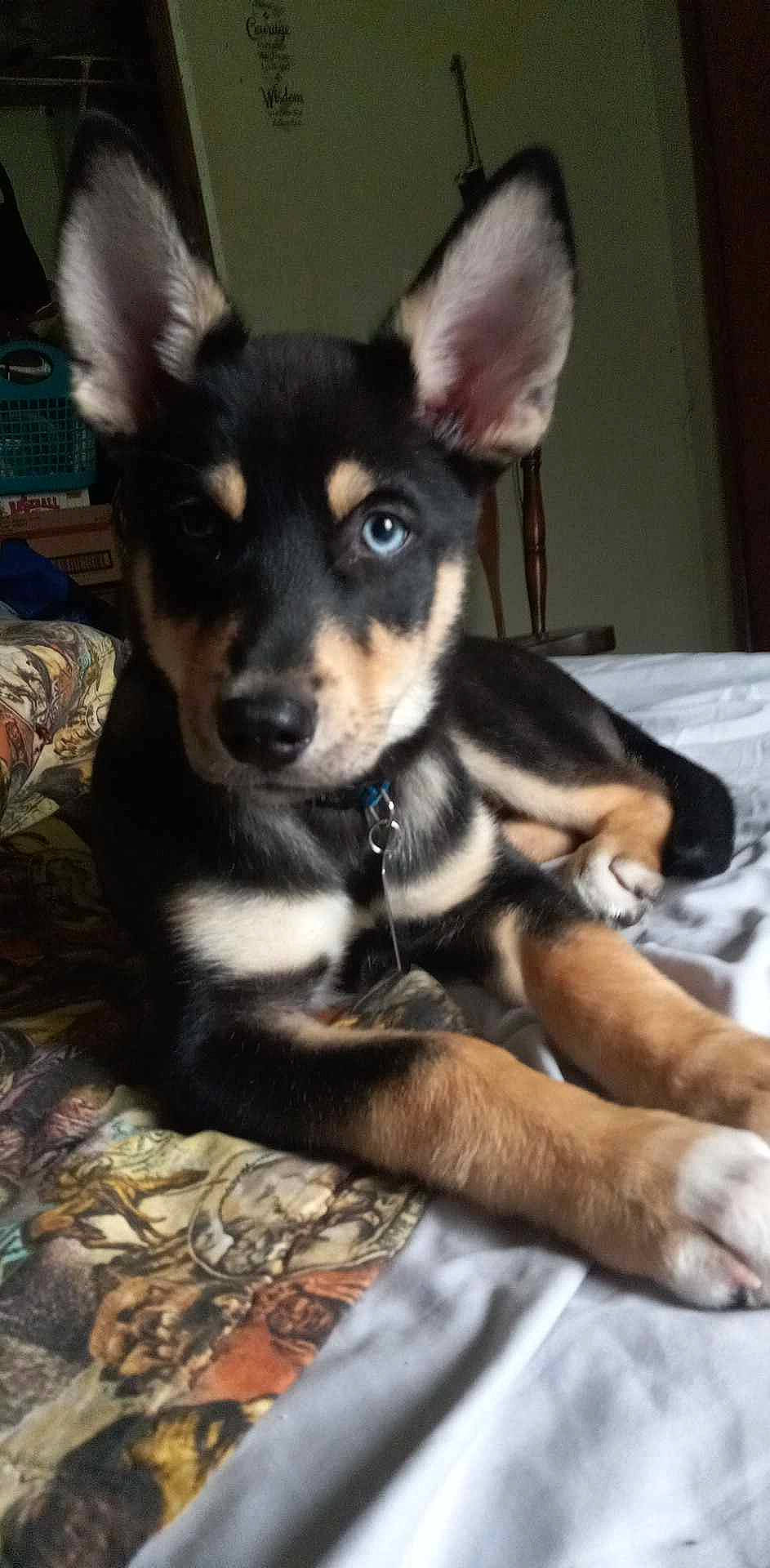 Apollo Creed Harville