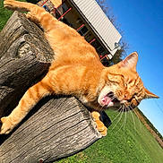 Ginger joined the competition — help win amazing prizes! animal, blue_sky, cat, daylight, feline, fur, grass, green_lawn, house, mammal, nature, orange_cat, outdoor, pet, relaxing, stretching, sunny_day, whiskers, wooden_post, yawning