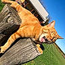animal, blue_sky, cat, daylight, feline, fur, grass, green_lawn, house, mammal, nature, orange_cat, outdoor, pet, relaxing, stretching, sunny_day, whiskers, wooden_post, yawning