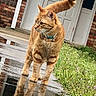 Ginger is registered to the contest to win money with this photo: alert, animal, bell, brick_wall, cat, collar, curious, daylight, door, feline, flowers, greenery, nature, orange_tabby, outdoor, pet, reflection, tail_up, walking, wet_pavement