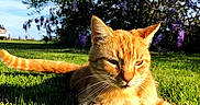 Ginger joined the competition — help win amazing prizes! animal, cat, closeup, daylight, ears, feline, flower_bush, garden, grass, greenery, nature, orange_tabby, outdoor, pet, purple_flowers, relaxing, summer, sunlight, tail, whiskers