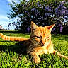 animal, cat, closeup, daylight, ears, feline, flower_bush, garden, grass, greenery, nature, orange_tabby, outdoor, pet, purple_flowers, relaxing, summer, sunlight, tail, whiskers