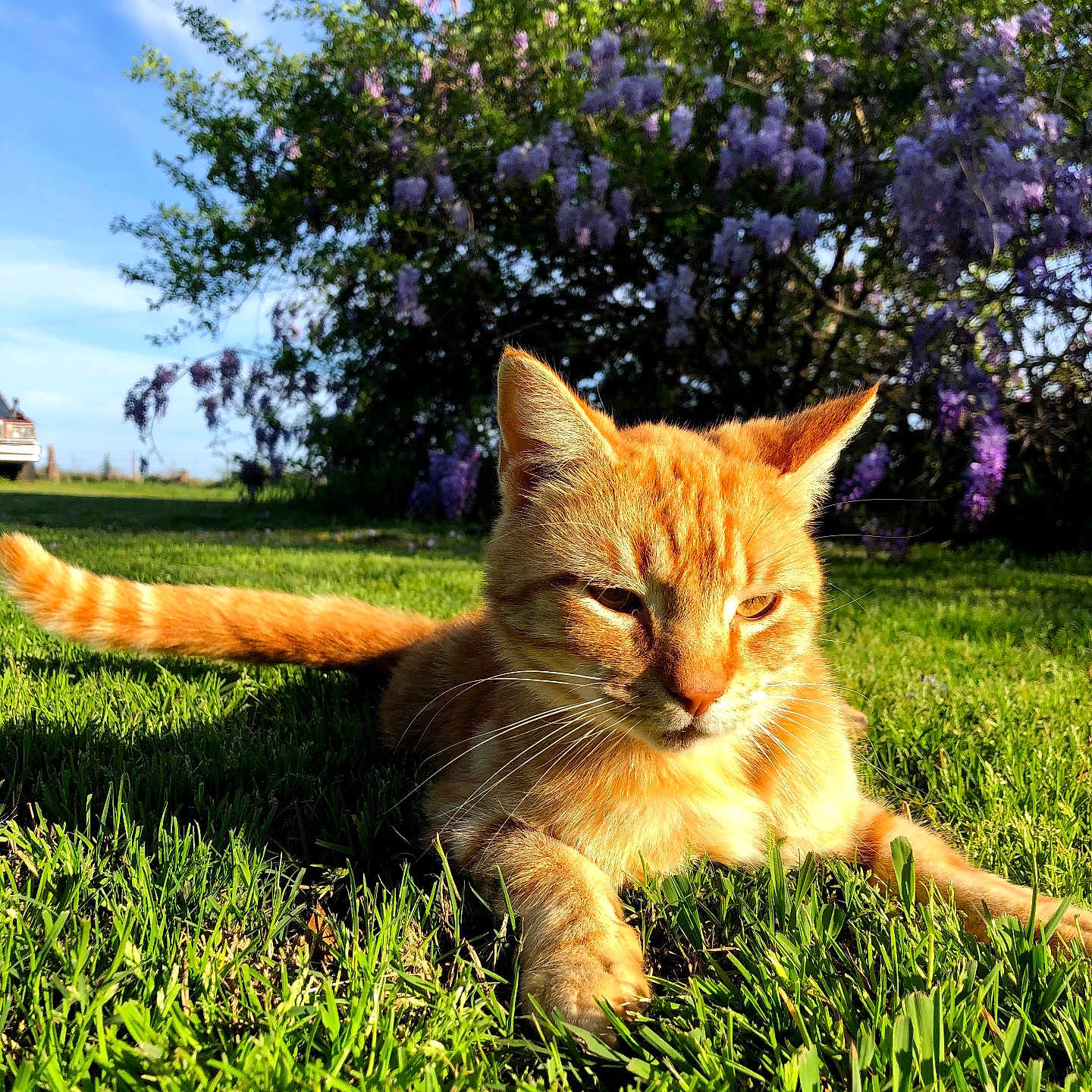 Ginger