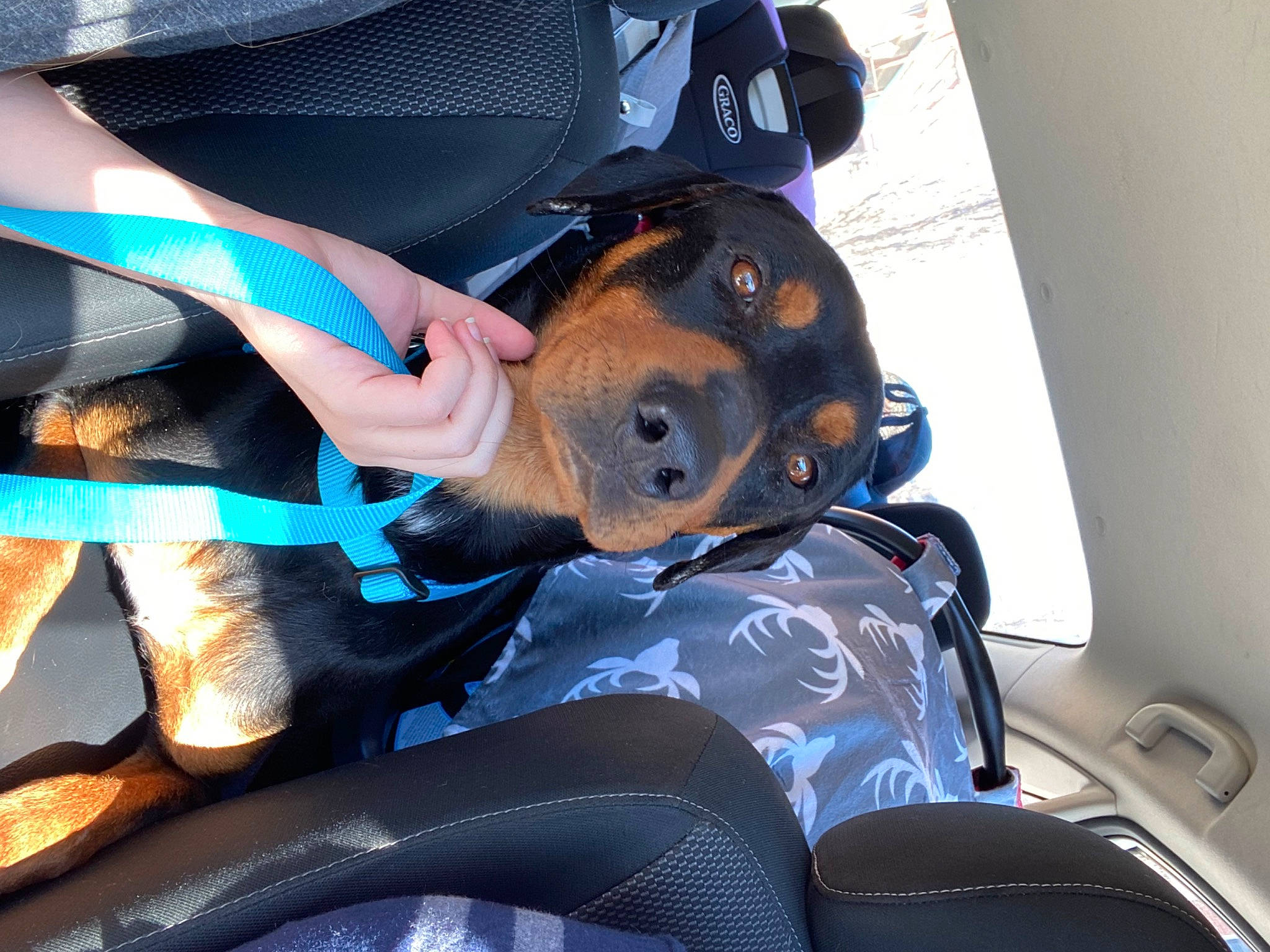 Jaffa is registered to the contest to win money with this photo: auto_part, canidae, car_seat_cover, carnivore, comfort, companion_dog, dog, dog_breed, electric_blue, eyewear, fawn, guard_dog, human_leg, personal_protective_equipment, snout, sporting_group, thigh, vehicle_door, working_dog
