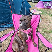 Prada participe au concours pour gagner de l'argent avec cette photo : dog, brindle, pink_harness, pink_chair, camping, tent, grass, outdoor, leash, car, pet, animal, canine, resting, seat, summer, nature, daytime, relaxed, curious